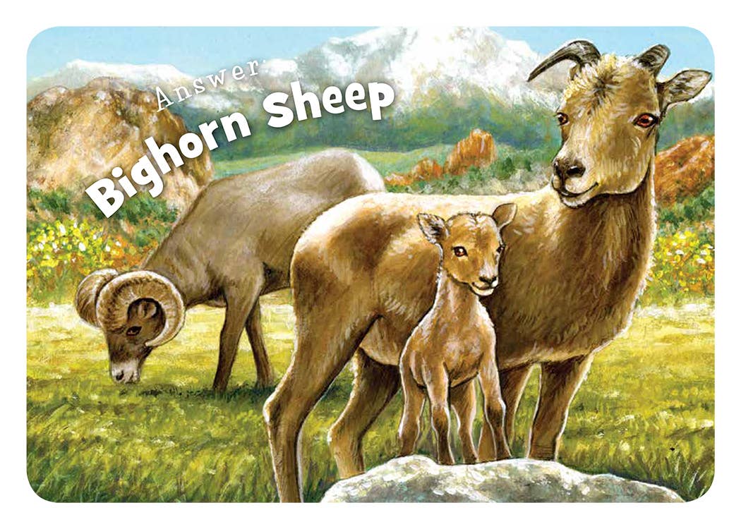 Little Colorado Board Book