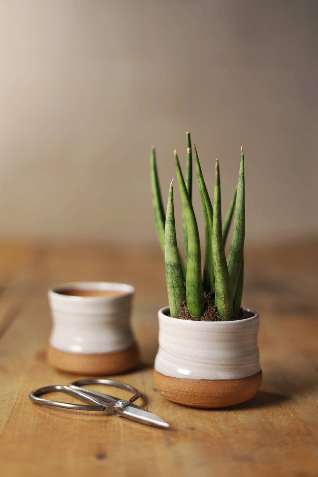 Assorted Small Planter Pots | White 2 inch handmade