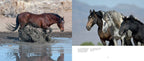 Wild Horses of the West : photography coffee table book