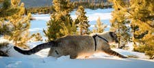 Our Wild Tails: The Adventures of Henry & Baloo