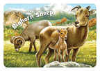 Little Colorado Board Book