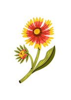 Texas Pressed Indian Blanket Flower Earrings