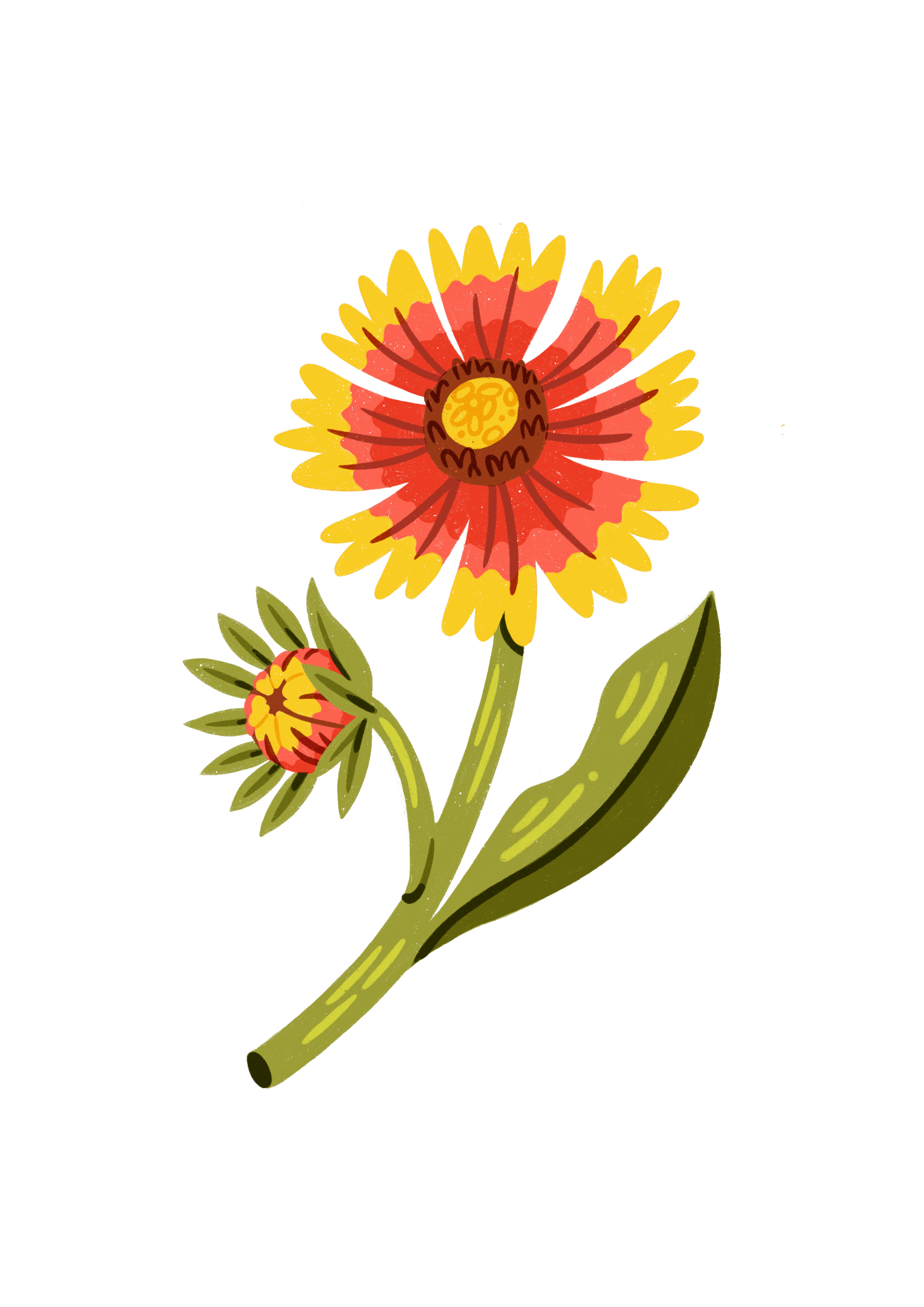 Texas Pressed Indian Blanket Flower Earrings