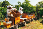 100% Honey Sweetened Salted Honey Caramel (12 Units)