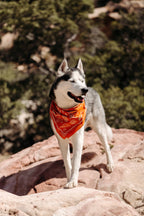 The Explorer Outdoorsy Bandana